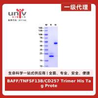 BAFF/TNFSF13B/CD257 Trimer His Tag Protein, Human