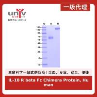 IL-10 R beta Fc Chimera Protein, Human