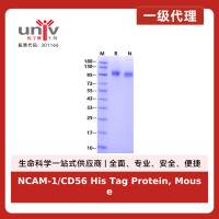 NCAM-1/CD56 His Tag Protein, Mouse