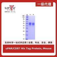 uPAR/CD87 His Tag Protein, Mouse