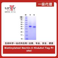 Biotinylated Nectin-4 His&Avi Tag Protein, Human
