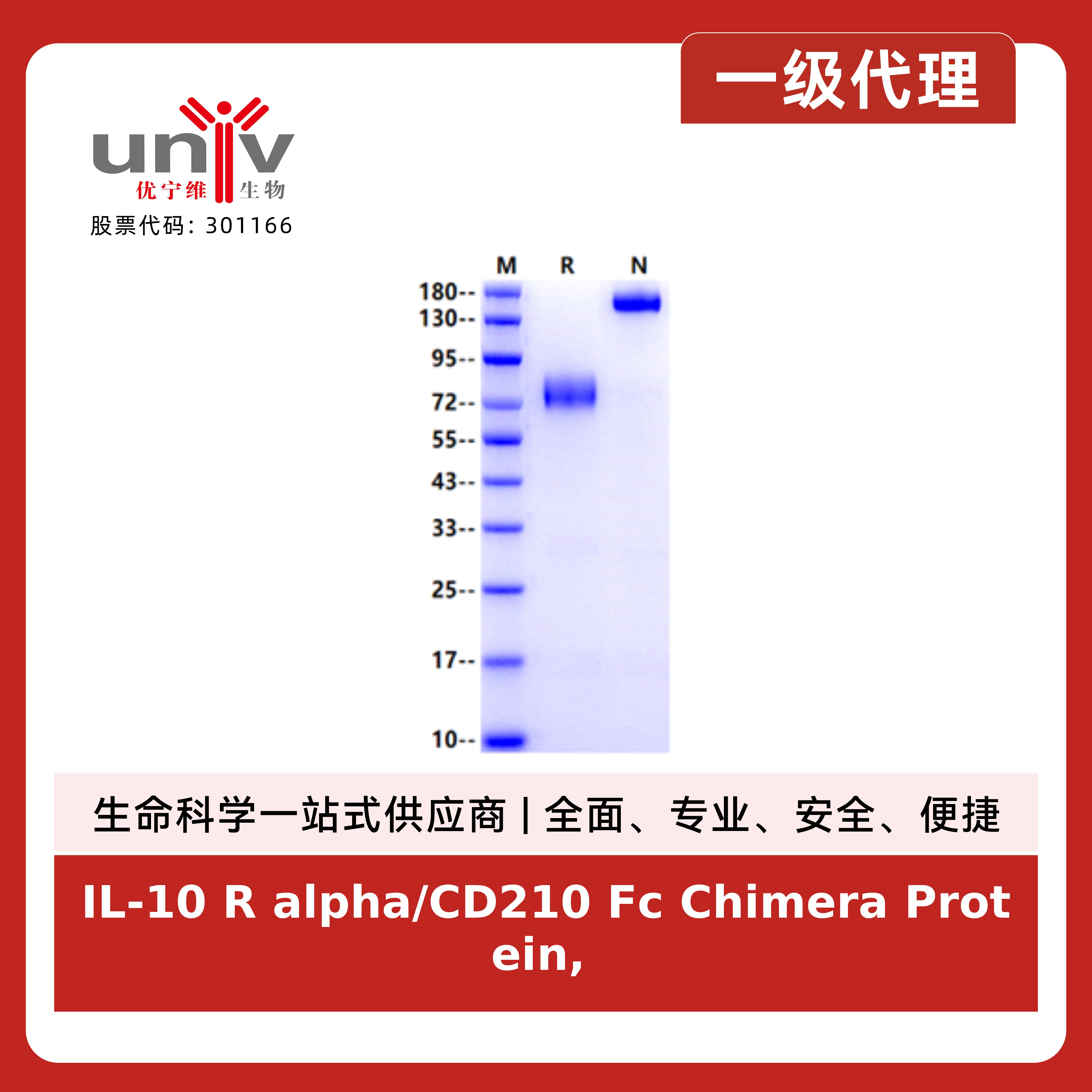 IL-10 R alpha/CD210 Fc Chimera Protein, Cynomolgus产品图