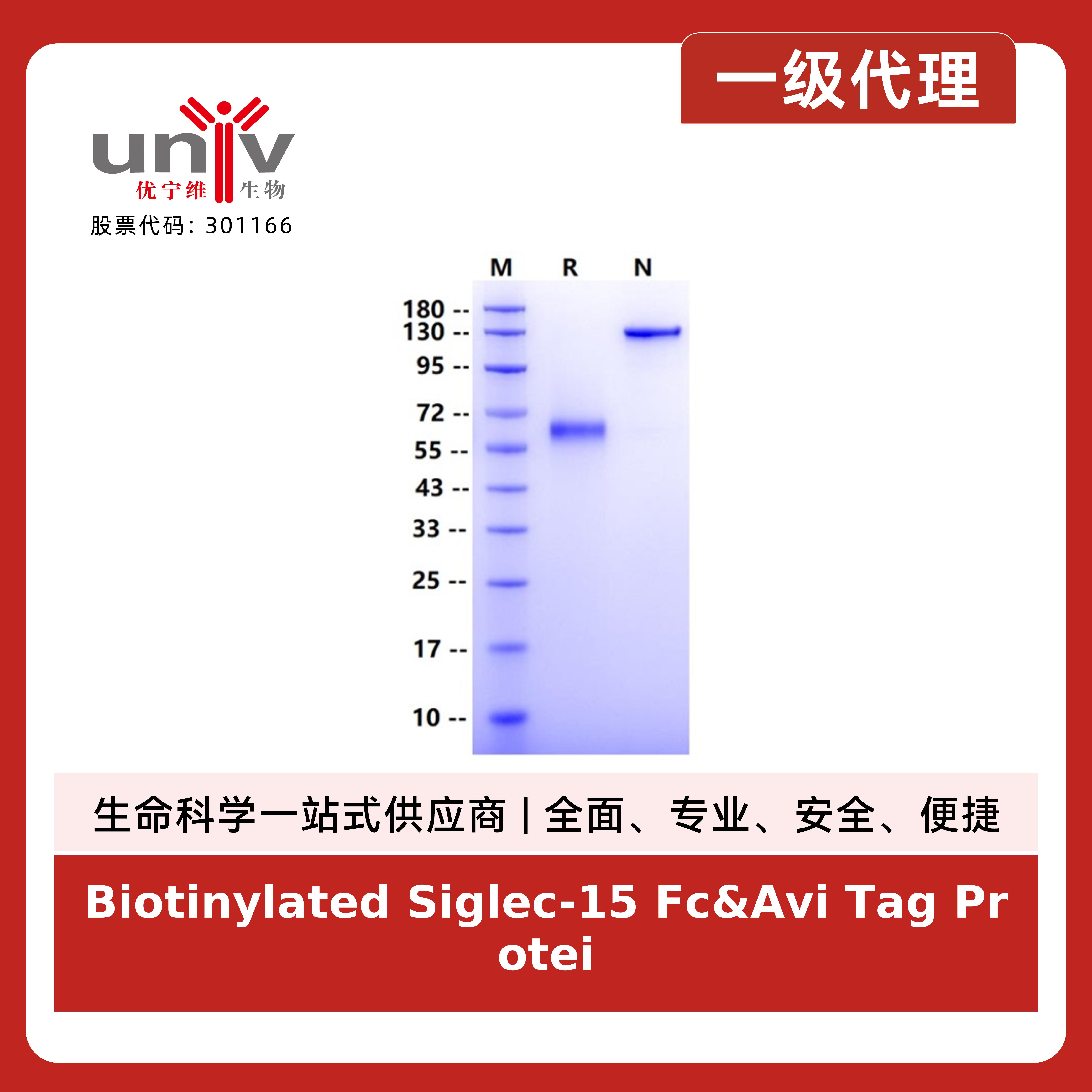 Biotinylated Siglec-15 Fc&Avi Tag Protein, Human产品图