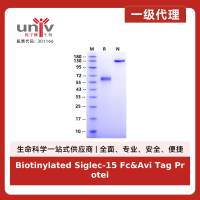Biotinylated Siglec-15 Fc&Avi Tag Protein, Human
