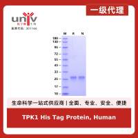 TPK1 His Tag Protein, Human