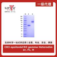 CD3 epsilon&CD3 gamma Heterodimer, Fc, His Tag&Fc, Flag Tag Protein, Mouse