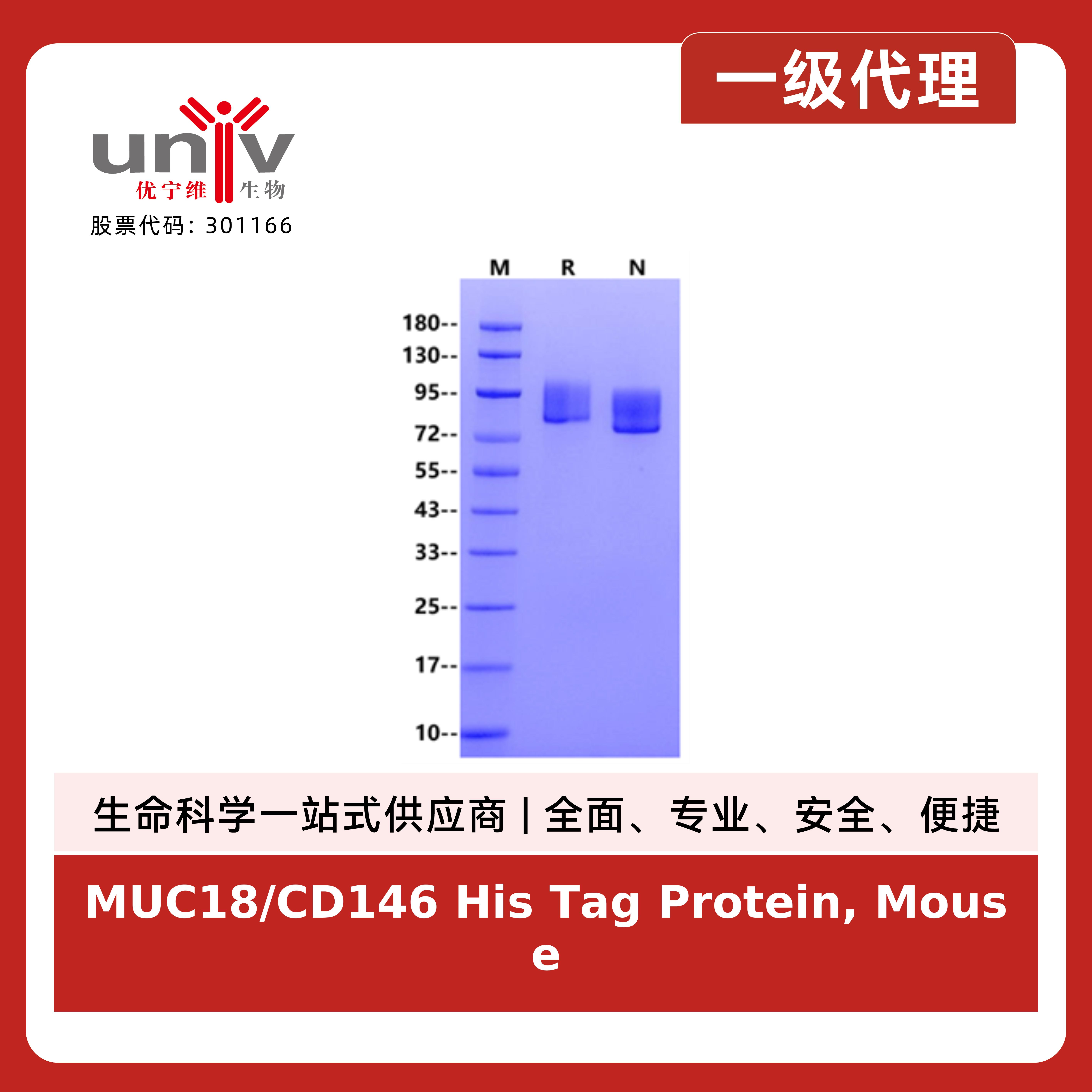 MUC18/CD146 His Tag Protein, Mouse产品图