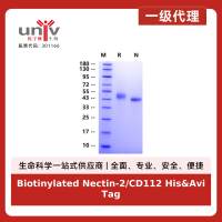 Biotinylated Nectin-2/CD112 His&Avi Tag Protein, Human