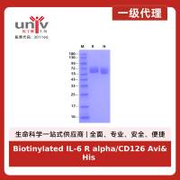 Biotinylated IL-6 R alpha/CD126 Avi&His Tag Protein, Human