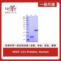VEGF-121 Protein, Human