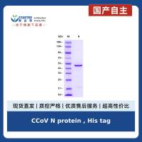 CCoV N protein , His tag