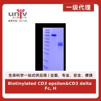 Biotinylated CD3 epsilon&CD3 delta Fc, His, Avi tag&Fc, Flag, Avi tag Heterodimer Protein, Human