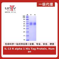 IL-13 R alpha 1 His Tag Protein, Human