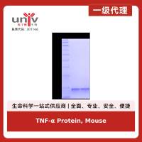 TNF-α Protein, Mouse