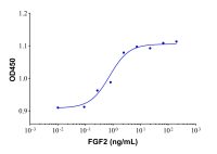 Recombinant Human FGF basic/FGF2/bFGF(155aa