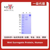 Wnt Surrogate Protein, Human