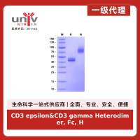 CD3 epsilon&CD3 gamma Heterodimer, Fc, His Tag&Fc, Flag Tag Protein, Human