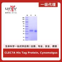 CLEC7A His Tag Protein, Cynomolgus