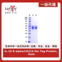 IL-10 R alpha/CD210 His Tag Protein, Human