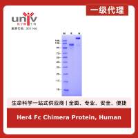 Her4 Fc Chimera Protein, Human