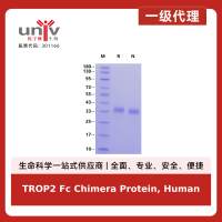 TROP2 Fc Chimera Protein, Human