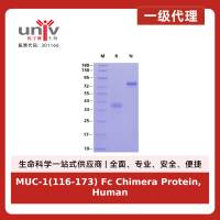 MUC-1(116-173) Fc Chimera Protein, Human