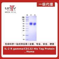 IL-2 R gamma/CD132 His Tag Protein, Human