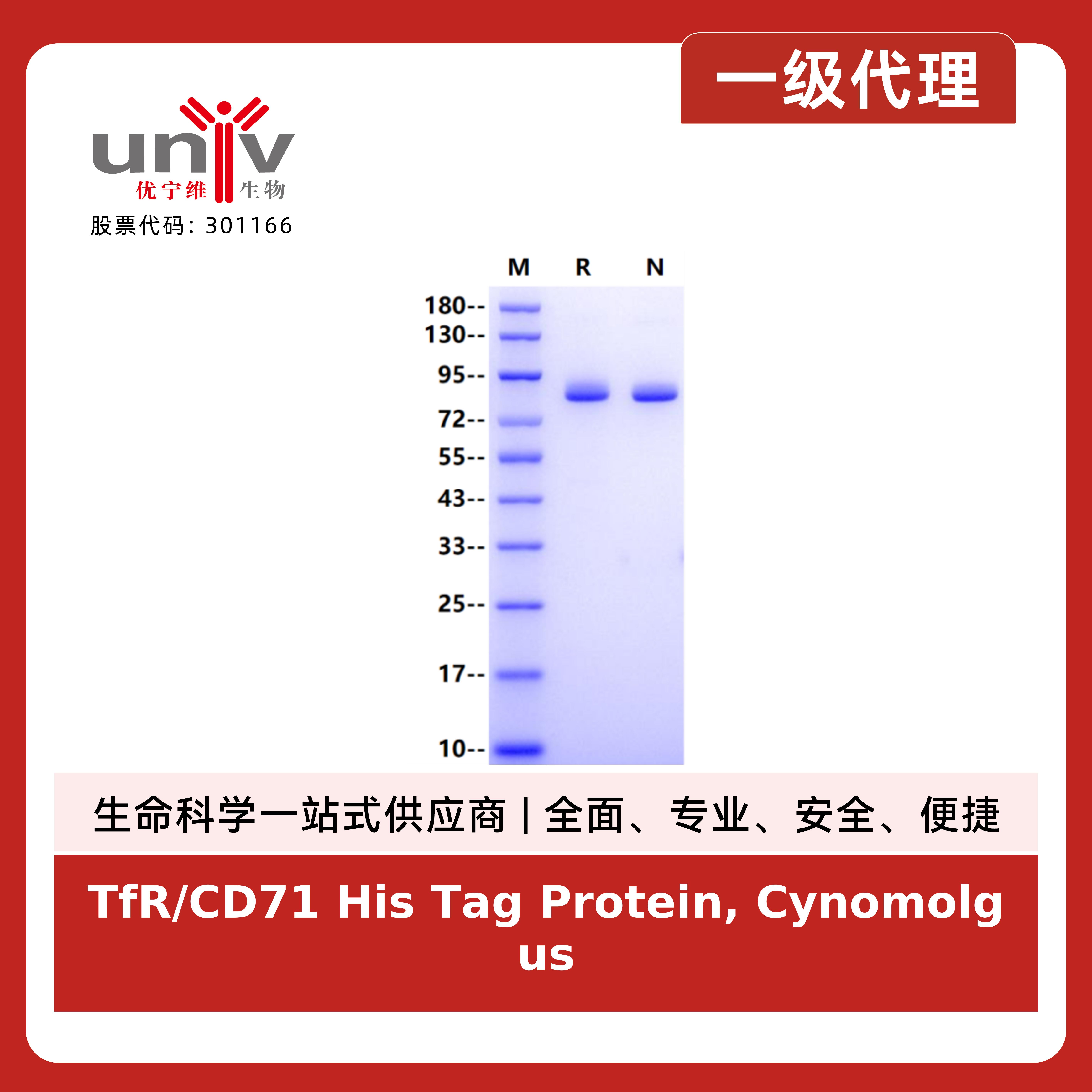 TfR/CD71 His Tag Protein, Cynomolgus产品图
