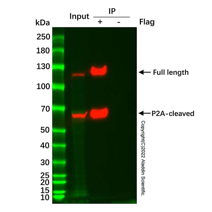 Anti-Flag 纳米抗体磁珠,BioReagent, Magnetic Bead Content: ≥10 mg/mL; Bead Diameter: 2 μm,阿拉丁