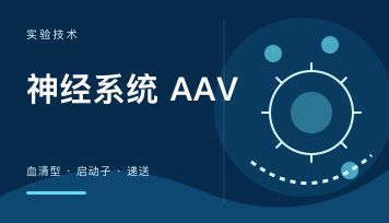 神经系统AAV怎么选？启动子、血清型和递送方式完整选型指南