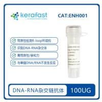 DNA-RNA杂交体抗体  Anti DNA-RNA Hybrid [S9.6] Antibody