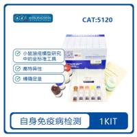 小鼠抗双链DNA  IgG ELISA 试剂盒 Mouse anti dsDNA IgG  ELISA Kit （5120） 