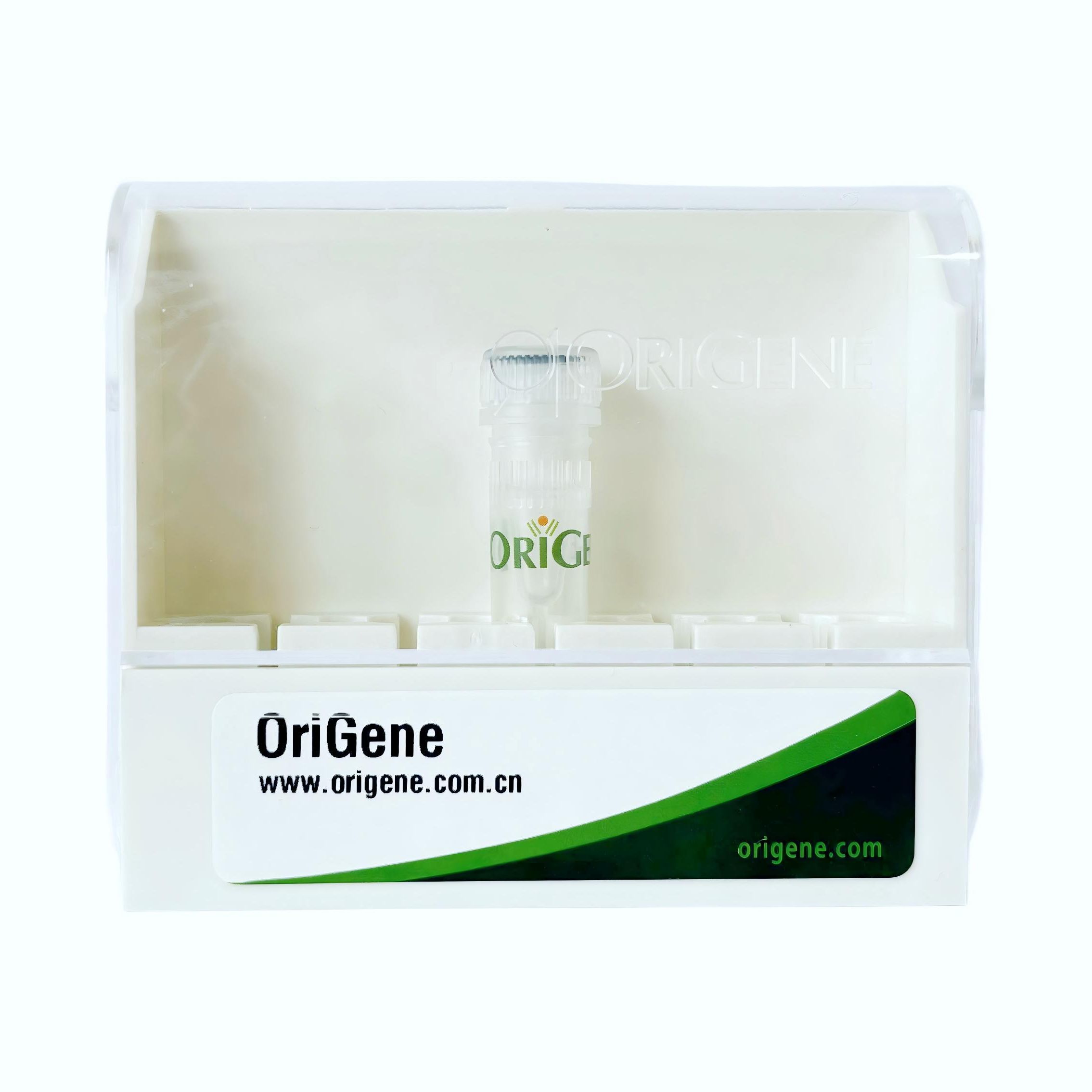 重组人源Tyrosinase (TYR) 活性蛋白