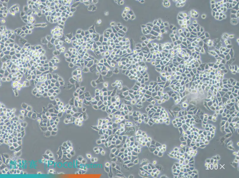HPV 阴性宫颈癌研究模型｜普诺赛 C-33 A（人子宫颈癌细胞），适配肿瘤机制与药物筛选