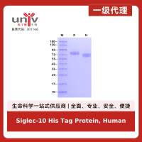 Siglec-10 His Tag Protein, Human