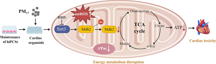 MED64平面微电极矩阵记录系统文章分享,首医大团队发表 “PM2.5 exposure impairs mitochondrial function and myocardial contractility in cardiac organoids via the Sirt3/Mdh2 pathway” 报告