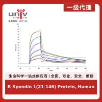 R-Spondin 1(21-146) Protein, Human