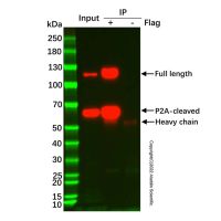 UltraBio™ Mouse IgG Agarose (小鼠IgG琼脂糖凝胶),BioReagent,for IP,50% v/v,阿拉丁