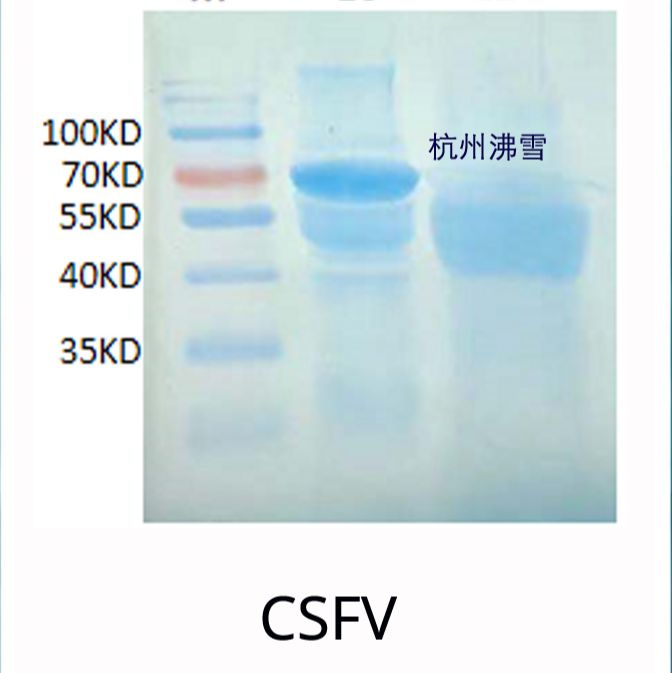 100μg500μg 经典猪瘟病毒E2蛋白抗体(9H8细胞株);经典猪瘟抗体;CSFV E2抗体