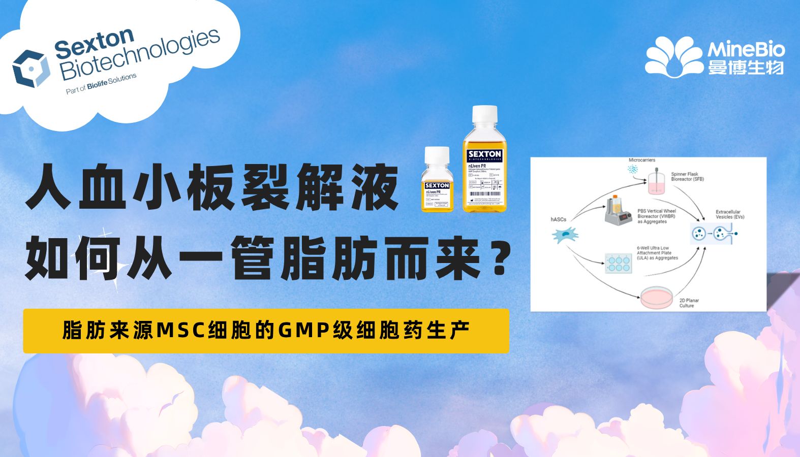 脂肪来源MSC细胞的规模化生产工艺解析：从取材到冻存成品流程
