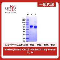 Biotinylated CD19 His&Avi Tag Protein, Human