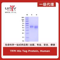 TFPI His Tag Protein, Human