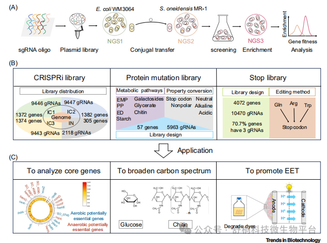 Trends in Biotech 重磅｜三万级 CRISPR 文库 首次系统解码希瓦氏菌