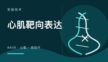 心肌肌钙蛋白T启动子适合心肌靶向吗？AAV9动物验证数据解析