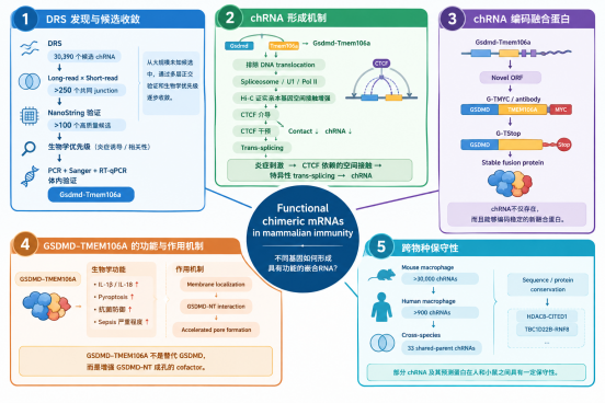 Nature（IF 56.1）重磅：两个基因为什么会“拼”在一起？ DRS+Hi-C+ChIP，从RNA到空间与调控