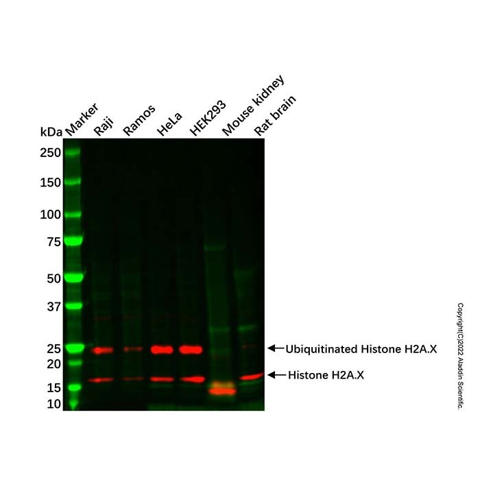 Recombinant Histone H2A.X Antibody,重组, ExactAb™, 已验证, 见COA,阿拉丁