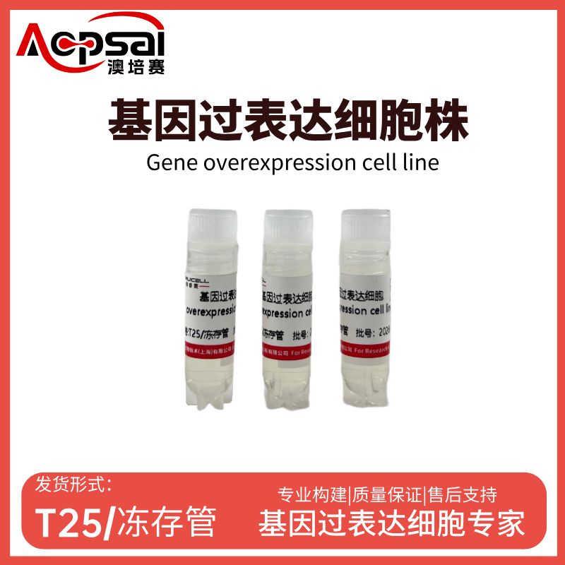SKNAS细胞AIRE基因过表达细胞株产品图