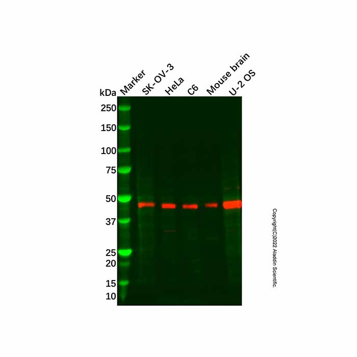 Recombinant Inhibin beta A Antibody,ExactAb™, Validated, 重组, 0.2 mg/mL,阿拉丁