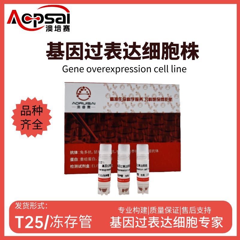 U251MG细胞ARSD基因过表达细胞株产品图