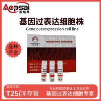 PANC1细胞ARHGAP36基因过表达细胞株